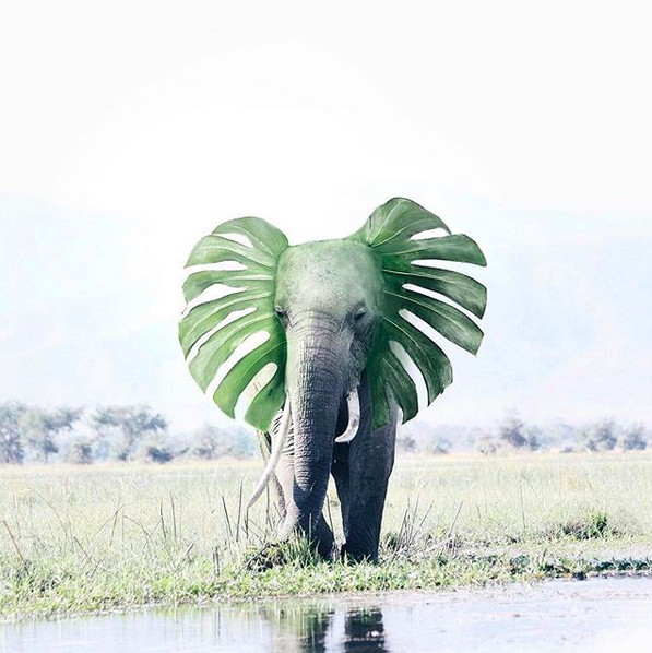 Photoshop; Elefante; hey.luisa; Redes Sociais; Web Design
