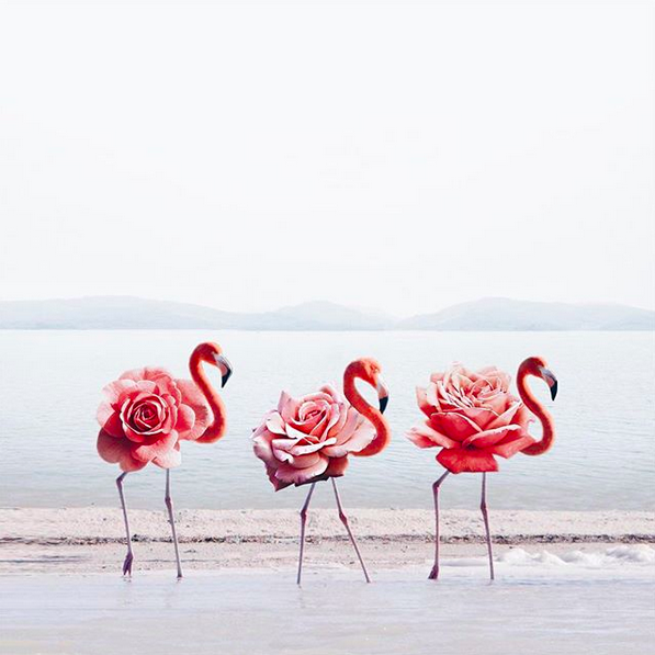 Photoshop; Flamingo; hey.luisa; Marketing Digital; Portugal
