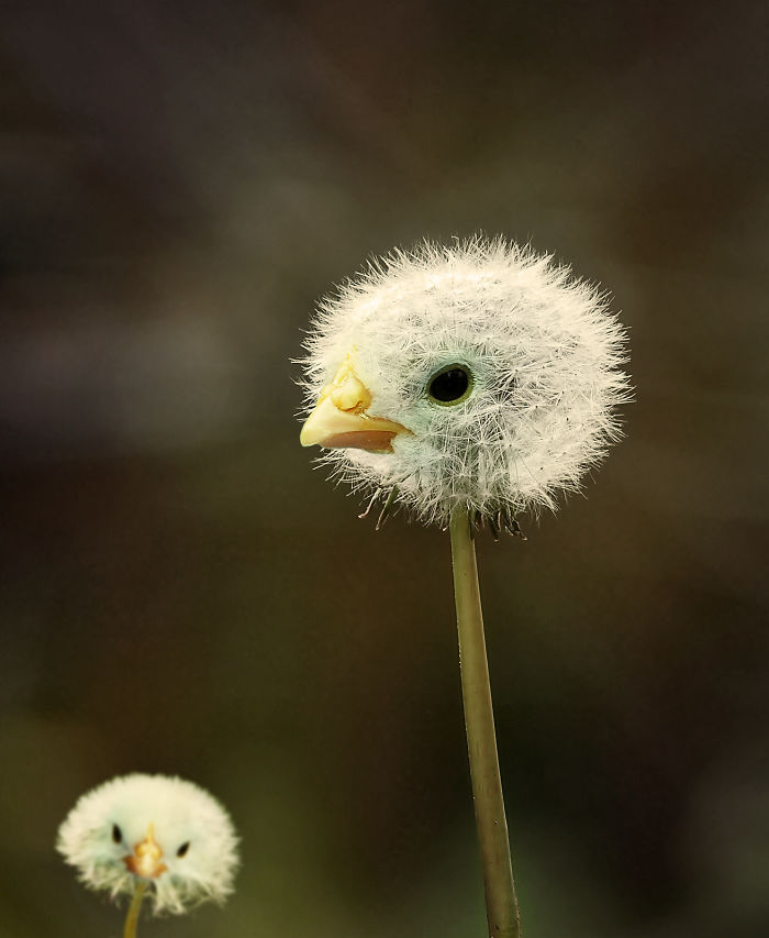 Photoshop; Passaro; Flor; Edicao Imagem; Tendencia; Marketing
